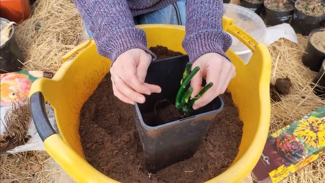 Покупка и посадка саженцев зимой. смотреть онлайн