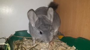 Почему Шиншиллы ругаются и меняют свое отношение к хозяину, когда рождаются Шиншиллята!)