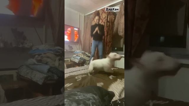 Танцы в моей кровати #бультерьер #сургут #собакадругчеловека #собака #моявселенная #bullterrier смотреть онлайн