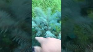 Осенний хвоепад. Picea pungens Nidiformis Kalous/Нидиформис Калос. Picea pungens Soniа/Соня.