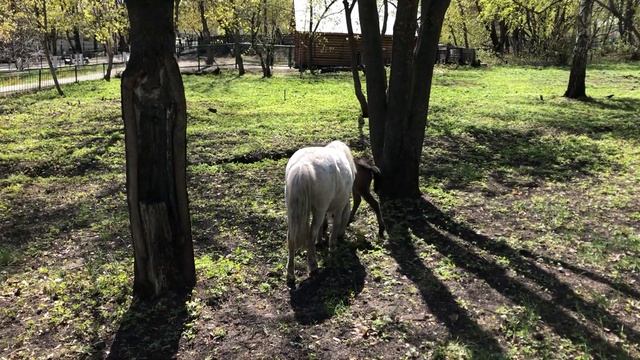 Шетландский пони с мамой смотреть онлайн
