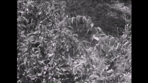 весёлая компания