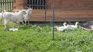 электропастух и козы