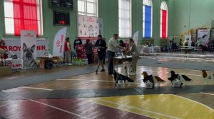 МОНОПОРОДНАЯ ВЫСТАВКА КАВАЛЕР КИНГ ЧАРЛЬЗ СПАНИЕЛЬ МУРМАНСК 2021