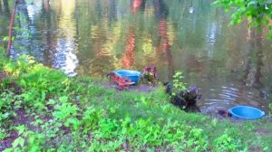 Тест записи видео Canon PowerShot SX280 HS (утки)