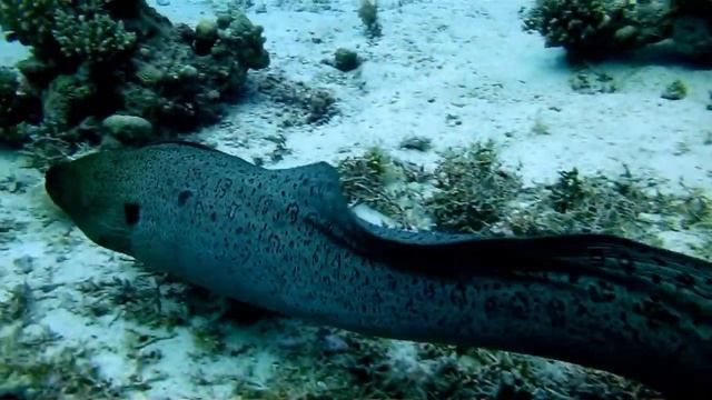 Рождественские Ангелы - II смотреть онлайн