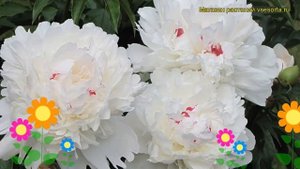 Пион молочноцветковый Фестива Максима. Краткий обзор, описание paeonia lactiflora Festiva Maxima