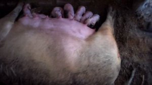 Опорос свиноматки в домашних условиях  24 мая 2021 года 11 поросят .