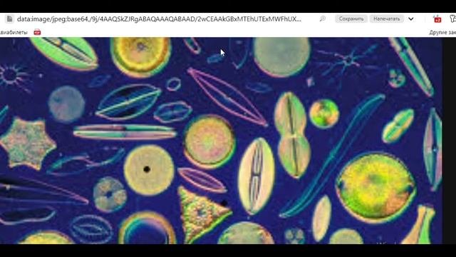 Биология с нуля Ч. 5. Диатомовые водоросли