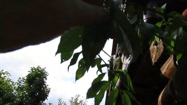 Дача. Персики. Первый урожай. 24.07.2022. смотреть онлайн