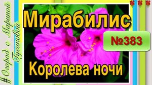 Выращивание Мирабилиса или Зорьки  МИРАБИЛИС посев весной