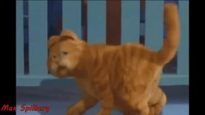 Кот исполняет ! Эй Толстый