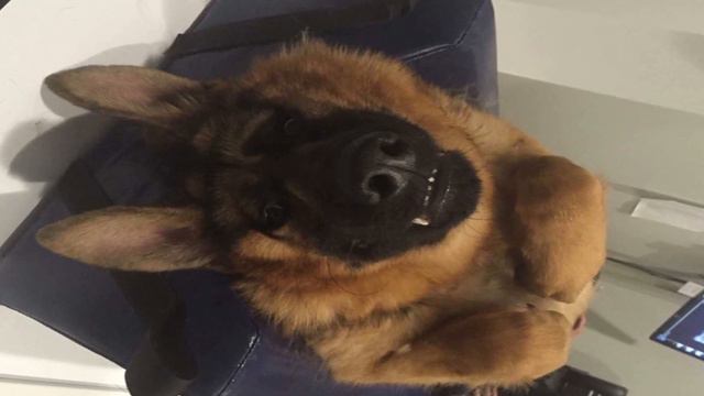 Он не похож на обычных собак, но все ещё очаровывает каждого встречного смотреть онлайн