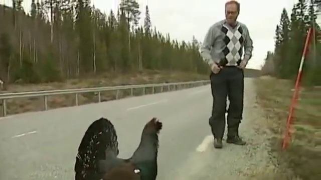 тетерев нападает на журналистов