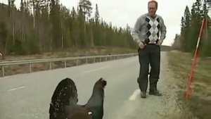 тетерев нападает на журналистов