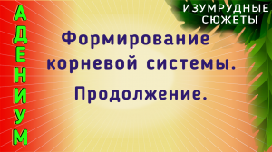 Адениум. Формирование Корневой Системы Адениума. Продолжение.