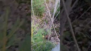 Рубки ухода за молодниками