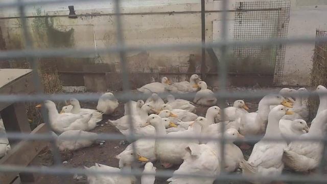 КУПЧИХА и Посконник. смотреть онлайн