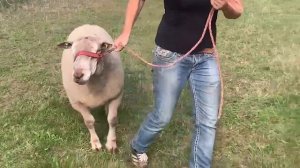 Племенной баран породы Шароле! Мясная порода овец! Разведение овец породы Шароле! Овцеводство