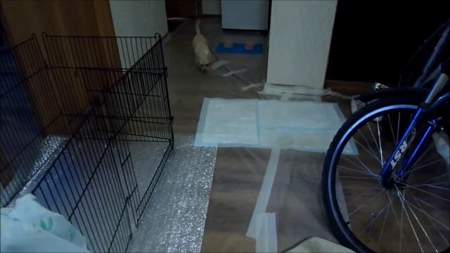 Джесси обустраивает свой дом! Вольер для щенка/ щенок лабрадора 2 месяца / Labrador Jesse смотреть онлайн