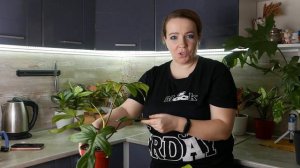 Филодендрон - уход в домашних условиях