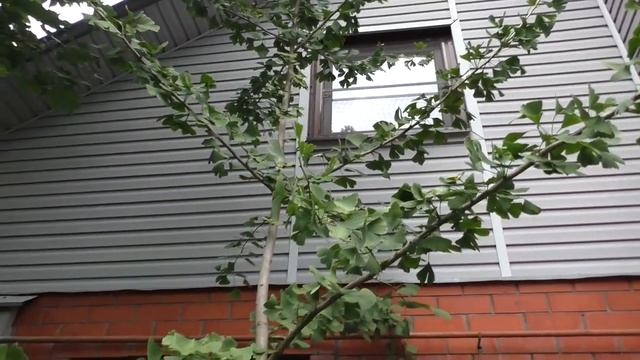 Гинкго Романа Кунецкого смотреть онлайн