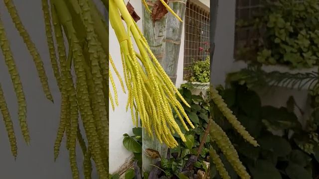 Dypsis lutescens (Arecaceae family)