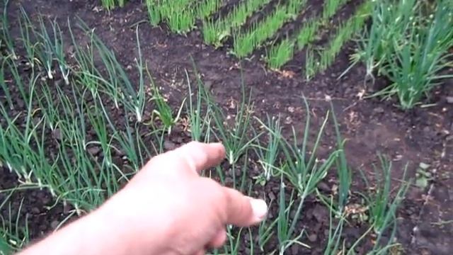 Наш ЛУК растёт и не только на зелень смотреть онлайн