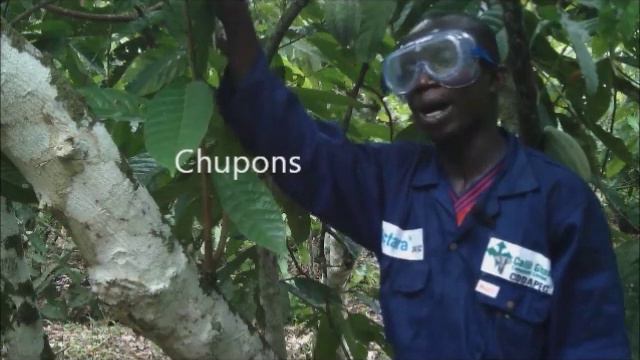 Pruning.of cocoa trees смотреть онлайн