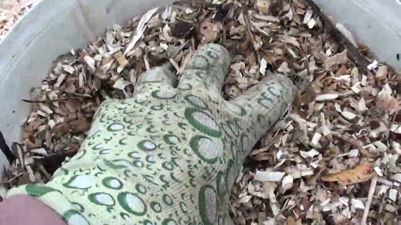 После снятия укрытия с роз замульчируйте землю ! Для чего нужна мульча ! смотреть онлайн