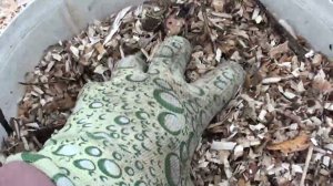 После снятия укрытия с роз  замульчируйте землю ! Для чего нужна мульча !