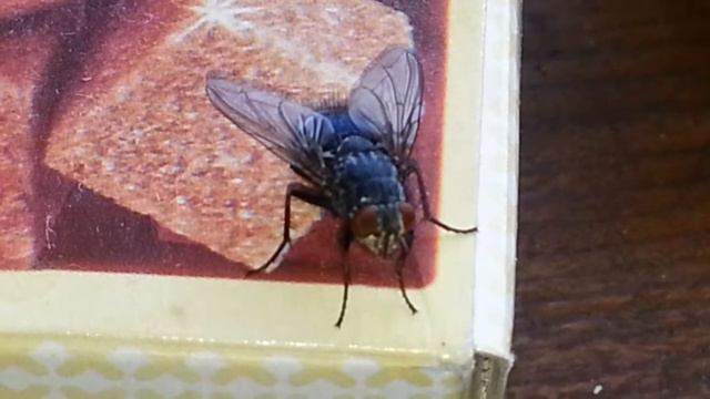 муха задумала злое чет смотреть онлайн