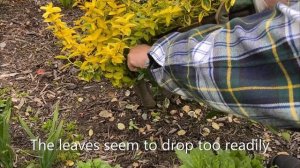 Golden Euonymus, Prune To Shape May 1, 2021