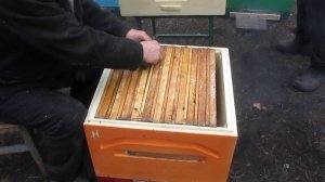 Стимуляция маток Мероприятия для ускоренного весеннего развития сильных пчелиных сеией.