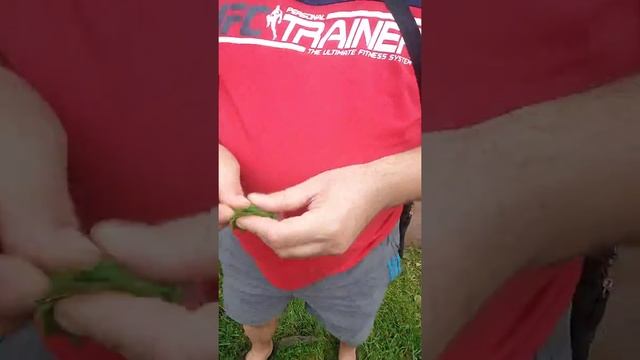 #как #избавиься #от #зуда #после #укуса #камора смотреть онлайн