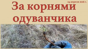 За корнями одуванчика 24 апреля 2016