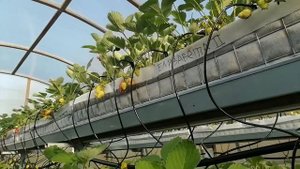 Капельный полив в теплице с земляникой