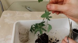 Пассифлора кавалерийская звезда. Еще один способ размножения