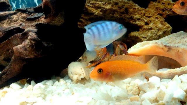 Радужный краб смотреть онлайн