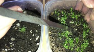 Мшанка из семян. Первая пикировка. Третий месяц после посева