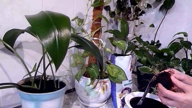 Глоксиния Пересаживаю клубень глоксинии в свежий грунт после сна смотреть онлайн