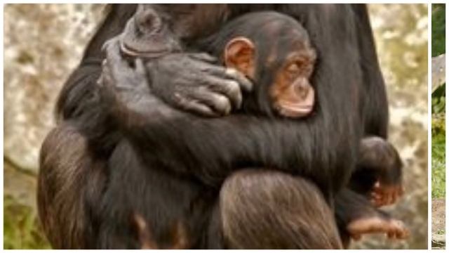 ?Мамы и их малыши.✔️Животные.? Материнская любовь Animals. Love.? смотреть онлайн