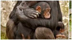 ?Мамы и их малыши.✔️Животные.? Материнская любовь Animals. Love.?