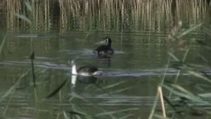 птичья гавань