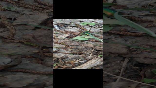 Изумрудный жук смотреть онлайн