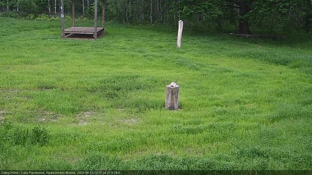 косуля самка