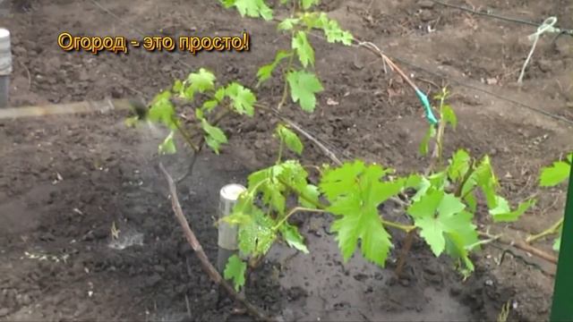 Обработка винограда смотреть онлайн