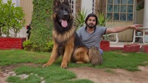 The World Biggest German Shepherd Dogs,Biggest Dogs In The World, Aish And Fiona, Hsn Entertainment