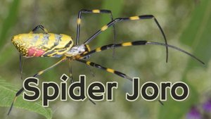 Укус паука Джоро: что нужно знать (симптомы и лечение)