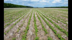 Посевы сои по No-Till технологии. КФХ Владимира Гавриленко.